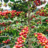 Yetiştiriicliği Kolay Kendine Verimli Herdem Yeşil Coffea Arabica Kahve Fidanı