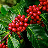 Yetiştiriicliği Kolay Kendine Verimli Herdem Yeşil Coffea Arabica Kahve Fidanı