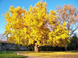 2 Yaş Ginkgo biloba Mabet Ağacı Fidanı