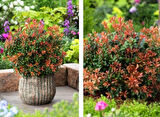 Tüplü Soğuklara Dayanıklı Japon Lavanta Fundası Pieris Japonica Little Frosty  Herdem Yeşil