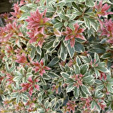 Tüplü Soğuklara Dayanıklı Japon Lavanta Fundası Pieris Japonica Little Frosty  Herdem Yeşil