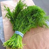 Aromatik Sofralık Soğuğa Dayanıklı Dere Otu Fidesi (5 adet)