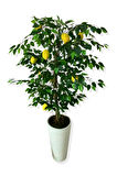 YAPAY AĞAÇ LİMON AĞACI 170 CM 56X30X20 BEYAZ KUMSAL SAKSI