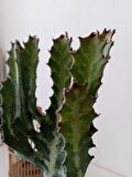 Euphorbia Lactea 45cm