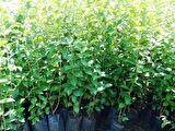 Tüplü Kurtbağrı Ligustrum Bahçe Çit Set Fidanı 30 - 50 Cm