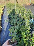 Tüplü Kurtbağrı Ligustrum Bahçe Çit Set Fidanı 30 - 50 Cm