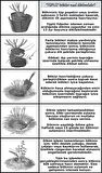 Tüplü Kurtbağrı Ligustrum Bahçe Çit Set Fidanı 30 - 50 Cm