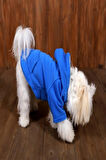 REPER MAVİ KEDİ KÖPEK KALIN SOFT DÜZ CEPLİ POLAR SWEATSHİRT