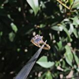Lotus tektaş yüzük
