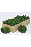 Forest Green Şoklanmış İzlanda  Reindermoss Teraryum Yosunu Sphan