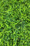 YAPAY BİTKİ DUVAR KAPLAMA 40X60 CM MODEL 1
