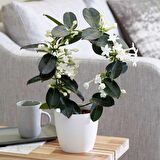 Saksılı Madagaskar Yasemin Çiçeği - Stephanotis Floribunda Bitkisi ( 12 cm lik Saksıda )