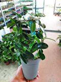 Saksılı Madagaskar Yasemin Çiçeği - Stephanotis Floribunda Bitkisi ( 12 cm lik Saksıda )