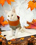 Stripe Orange Su itici Kedi Yağmurluğu 