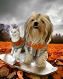 Stripe Orange Su itici Kedi Yağmurluğu 