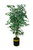 FİCUS 180 CM YAPAY AĞAÇ 30x30 GOLD KEMERLİ SAKSI