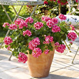 Sarkan Grandeur İvy Arctic Scarlet  Sakız Sardunya Fidesi (1 adet)