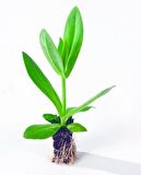 Katmerli Advantage Red Lisianthus Çiçeği Fidesi (3 Adet)