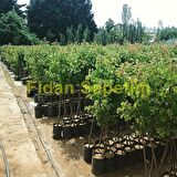 3 Yaş Aşılı Eşme Ayva Fidanı