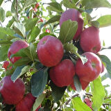 3 Yaş Aşılı Galaxy Gala Elma Fidanı