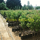 3 Yaş Aşılı Galaxy Gala Elma Fidanı