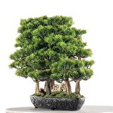 Navis Bonsai Garden - Iç Ve Dış Mekan Kullanımına Uygun Premium Kalitede Yapay Bitki 70x50 Cm