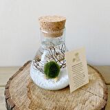MARIMO LAB