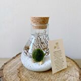 MARIMO LAB