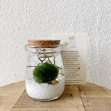 MARIMO MICRO