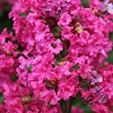 BAHÇEVİLYA Pembe Oya Ağacı Fıdanı 80 cm Saksılı