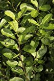 Mate Yaprağı / Yerba Mate Çayı 150 gr