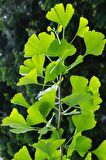 Ginkgo Biloba Yaprağı 30 gr