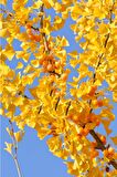 Ginkgo Biloba Yaprağı 2x30 gr
