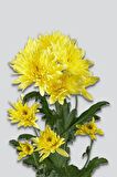 Karahindiba 40 gr x 6 Adet