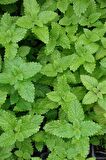 Melisa Yaprağı (Limon Melisa) 4x10 gr