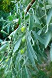 Zeytin Yaprağı 5x40 gr