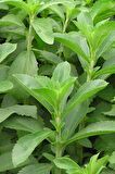 Stevia Yaprağı (Şeker Otu) 20 gr x 2 Adet