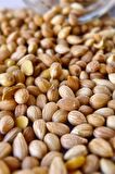 Saf Mahlep Toz 100 gr