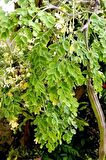 Moringa Bitkisi (Çayı) 30 gr x 2 Adet