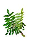 Balen Akgünlük (Sığla Ağacı) Yağı 2 x 20 ml