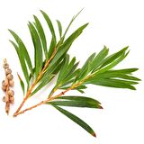 Balen Çay Ağacı Yağı-Hint Defnesi Yağı (Distilasyon) 20 ml 3 Adet