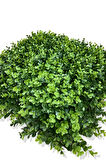 YAPAY OKALİPTUS DOLGUN BİTKİ DUVAR KAPLAMA 50X50 CM YEŞİL