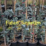 2 Yaş Eucalyptus Cinerea Silver Dollar Bodur Okaliptus Fidanı