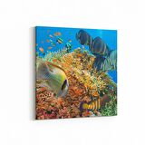 Olla 12125K Akvaryum / Balık Görseli Kare Kanvas Tablo (Ölçü: 25X25)