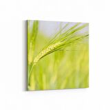 Olla 14327K Doğa / Manzara Görseli Kare Kanvas Tablo (Ölçü: 30X30)