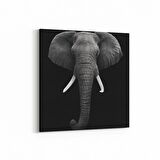 Olla 12508K Hayvanlar Alemi Görseli Kare Kanvas Tablo (Ölçü: 25X25)