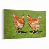 Olla 12591Y Hayvanlar Alemi Görseli Yatay Kanvas Tablo (Ölçü: 45X30)