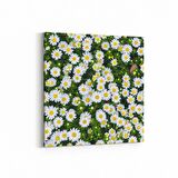 Olla 11568K Çiçek Görseli Kare Kanvas Tablo (Ölçü: 25X25)