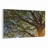 Olla 10646Y Ağaç Görseli Yatay Kanvas Tablo (Ölçü: 45X30)