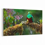 Olla 12632Y Hayvanlar Alemi Görseli Yatay Kanvas Tablo (Ölçü: 90X60)